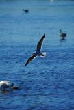 Herring Gull in mid Flight